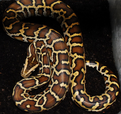 Тигровый питон самка крупная